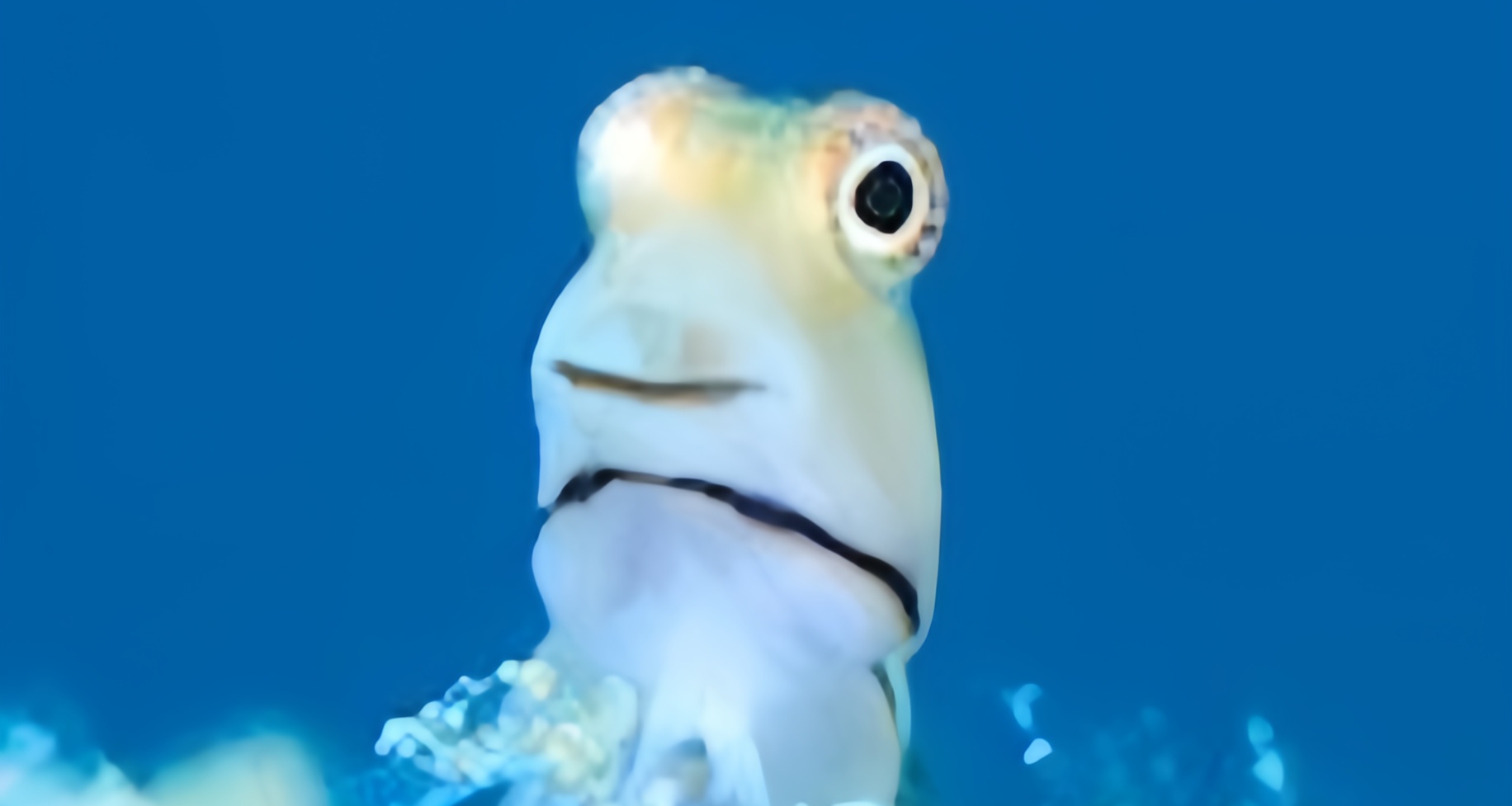 [奇怪生物日志233]妈妈说，爱笑的鱼运气不会太差