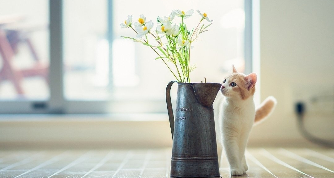 【詩歌】那些一眼就讓人無法忘懷的詩歌推薦！