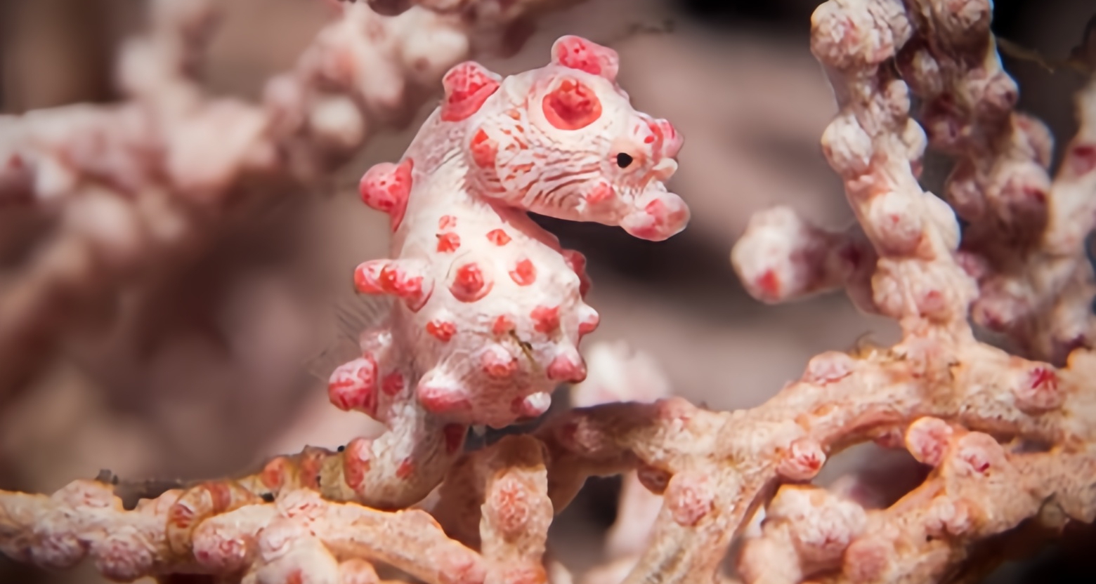 [奇怪生物日誌]如果你能找到我，我就讓你...