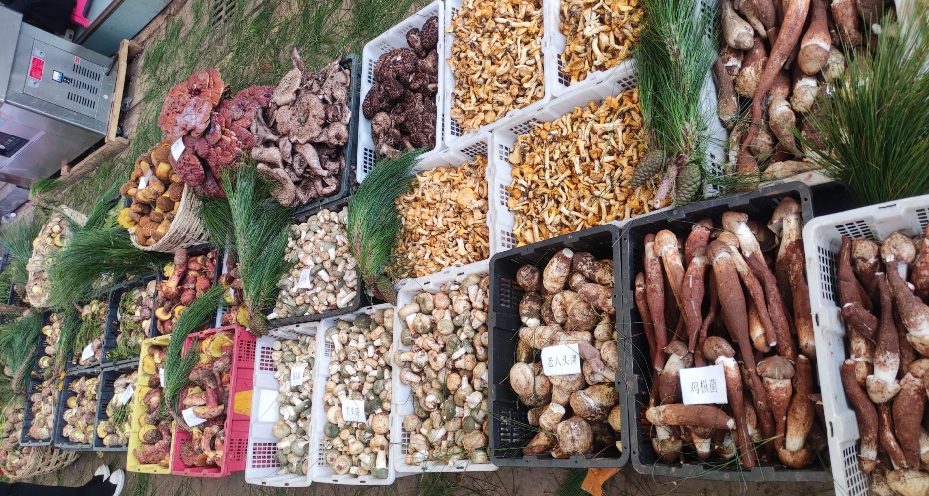 云逛街，带你去云南野生菌市场瞧一瞧各种蘑菇（上）