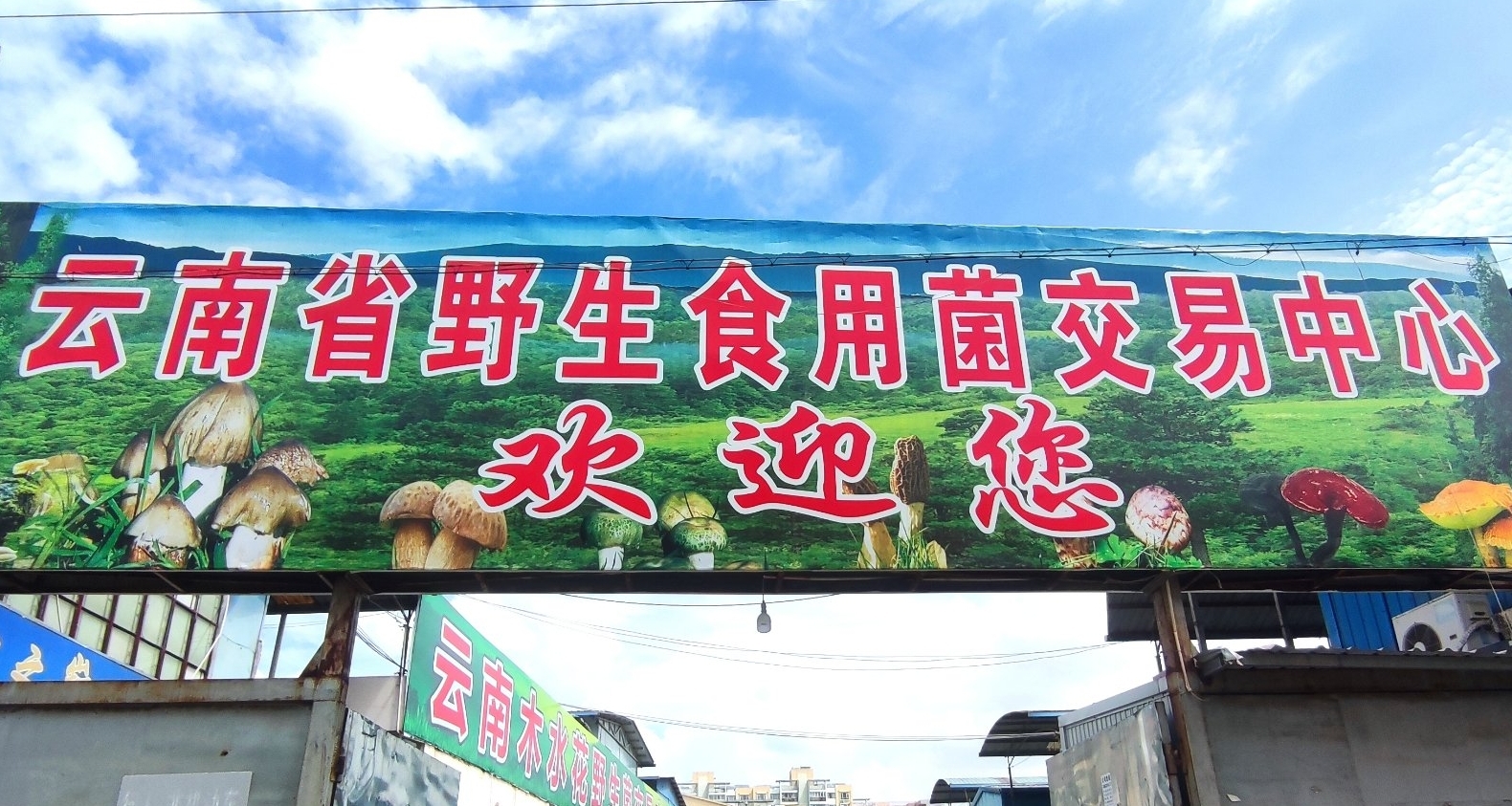 雲逛街，帶你去雲南野生菌市場瞧一瞧各種蘑菇（下）