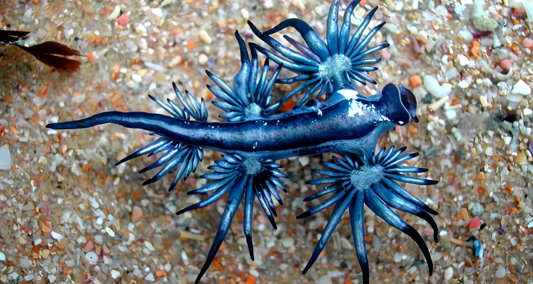 [奇怪生物日志]就决定是你了！大西洋海神海蛞蝓！