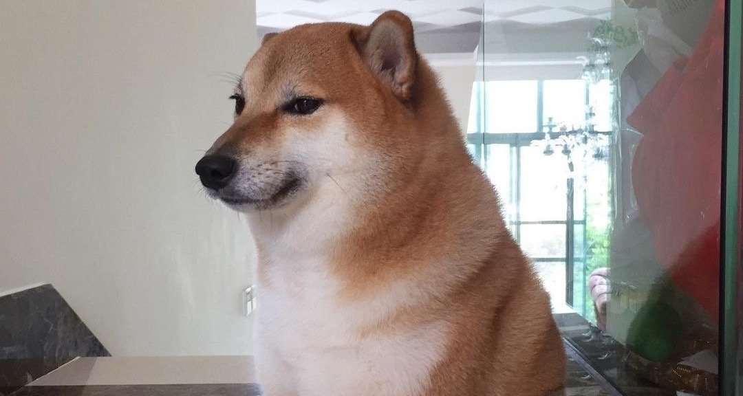 著名錶情包小狗Cheems在8月18日去世！