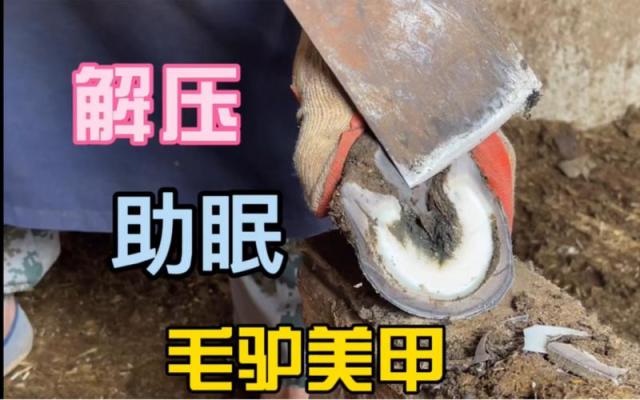 ＂让她生，让她生！＂一起看专区那些孤独而又有趣的观众们！