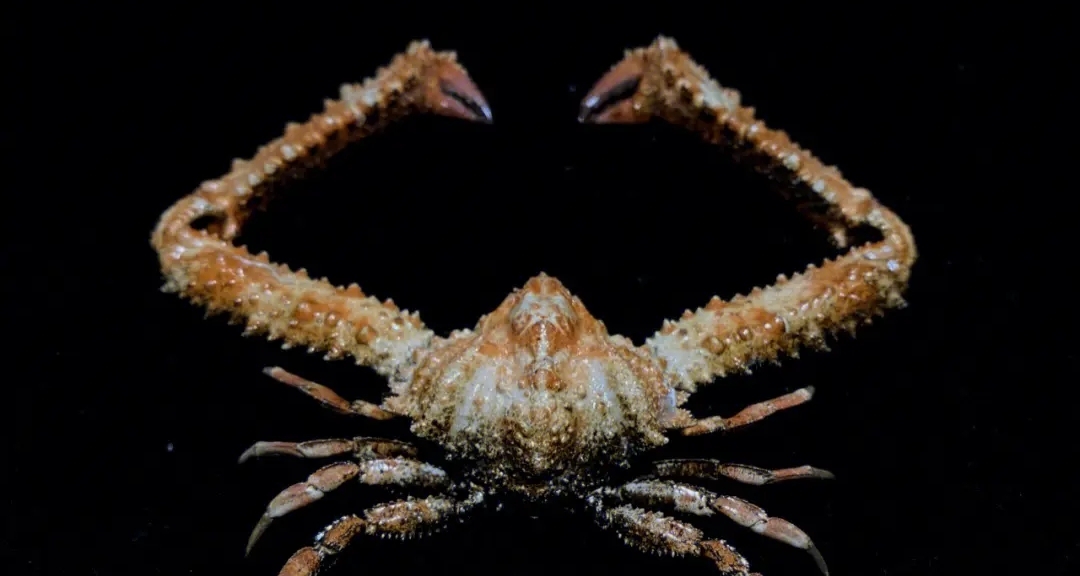 一些名字奇怪的生物