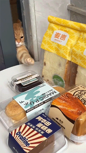 【沙雕日常】上班摸魚弔圖～超級多貓貓2-第78張