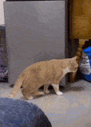 【沙雕日常】上班摸魚弔圖～超級多貓貓2-第37張