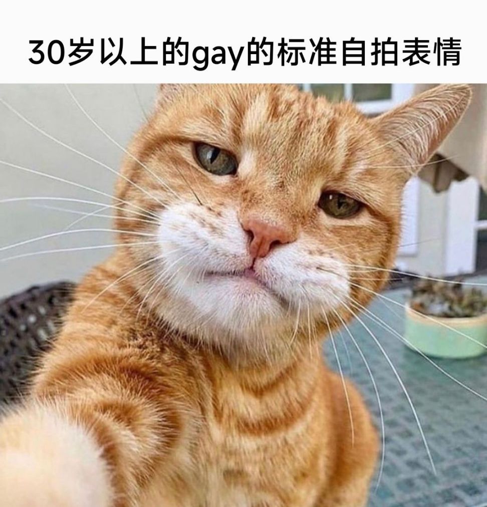 【沙雕日常】上班摸鱼弔图～超级多猫猫2-第45张