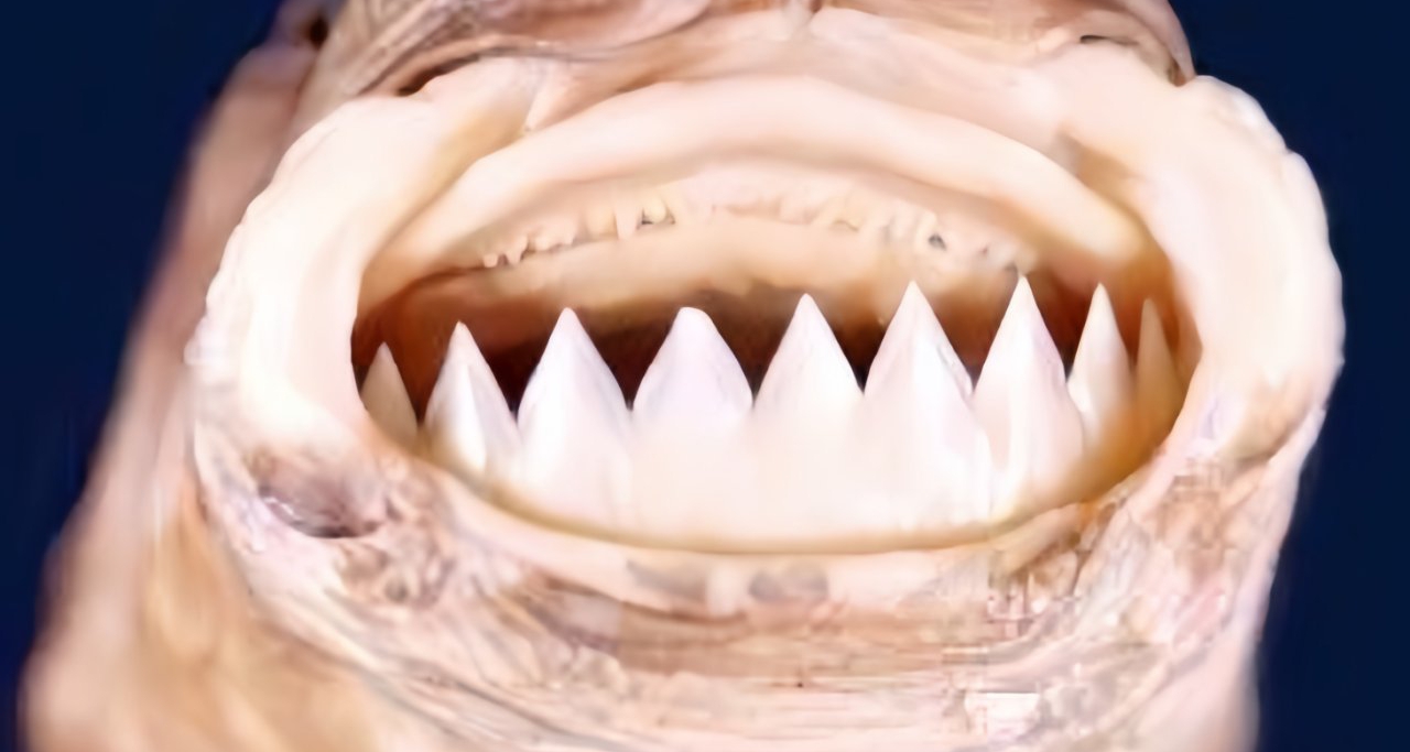 [奇怪生物日誌234]修女與魚的究極噩夢：你再試試？