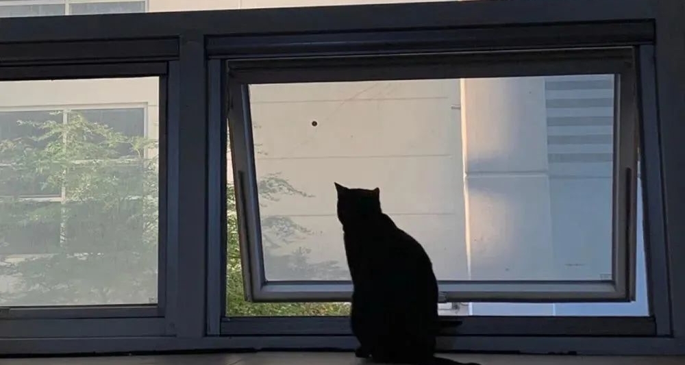 《悉達多》| 在質疑中探尋生命真諦