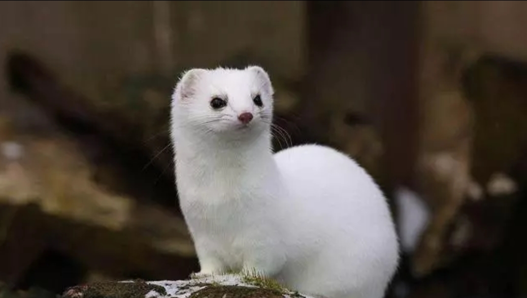 盤點那些超級可愛的冷門萌寵！