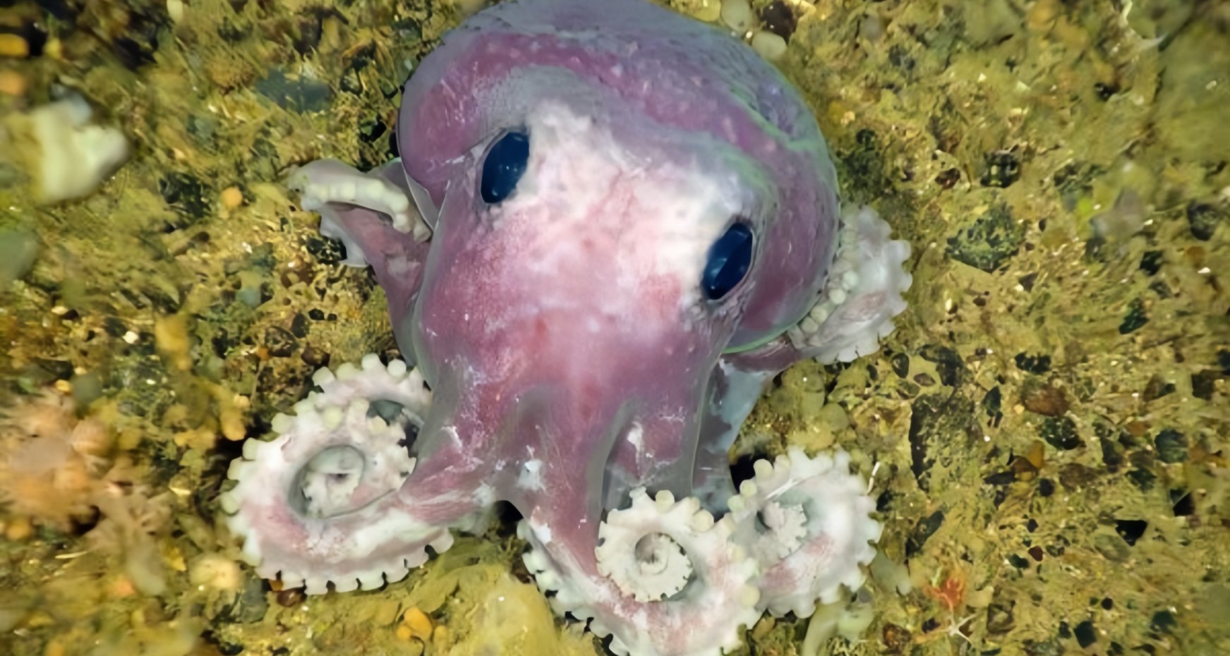 [奇怪生物日誌235]動物世界裏的媽寶，世上只有媽媽好