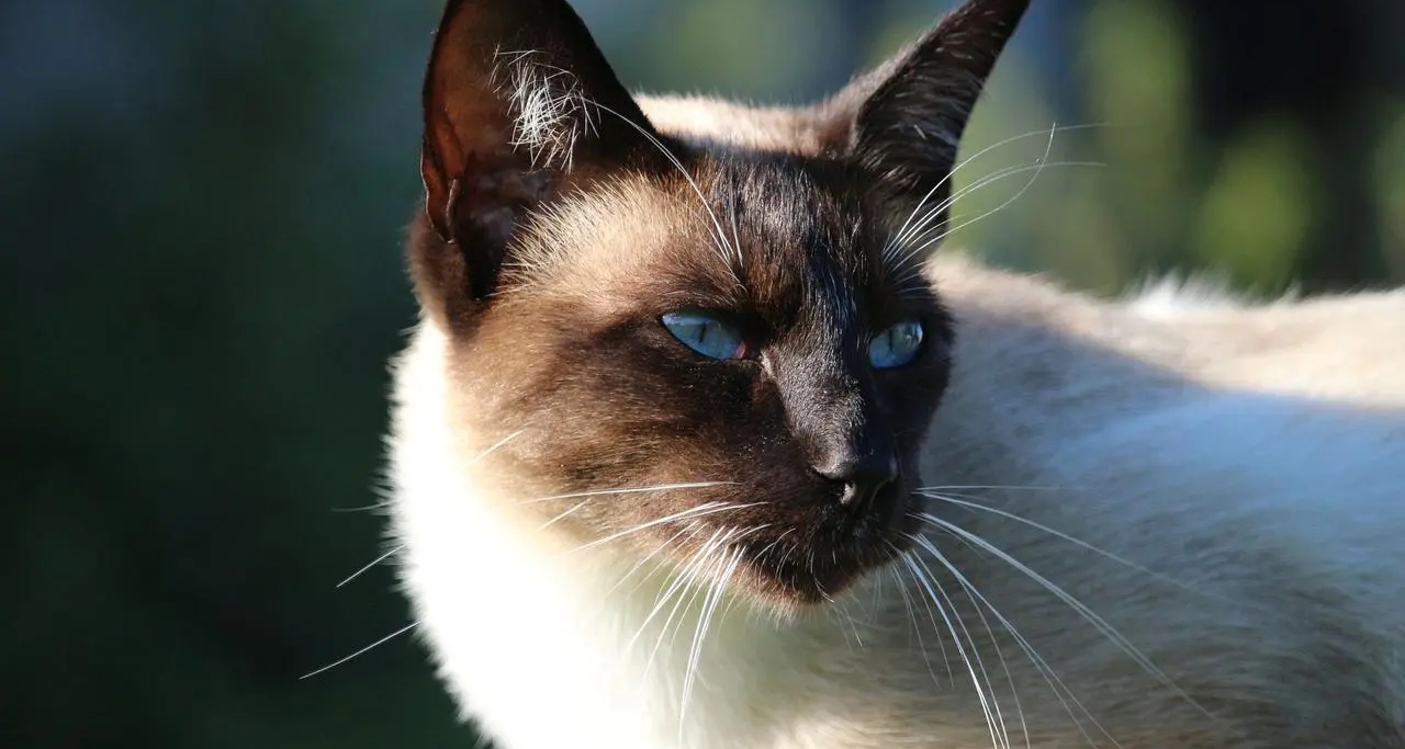 康康有哪些適合養的可愛貓貓！