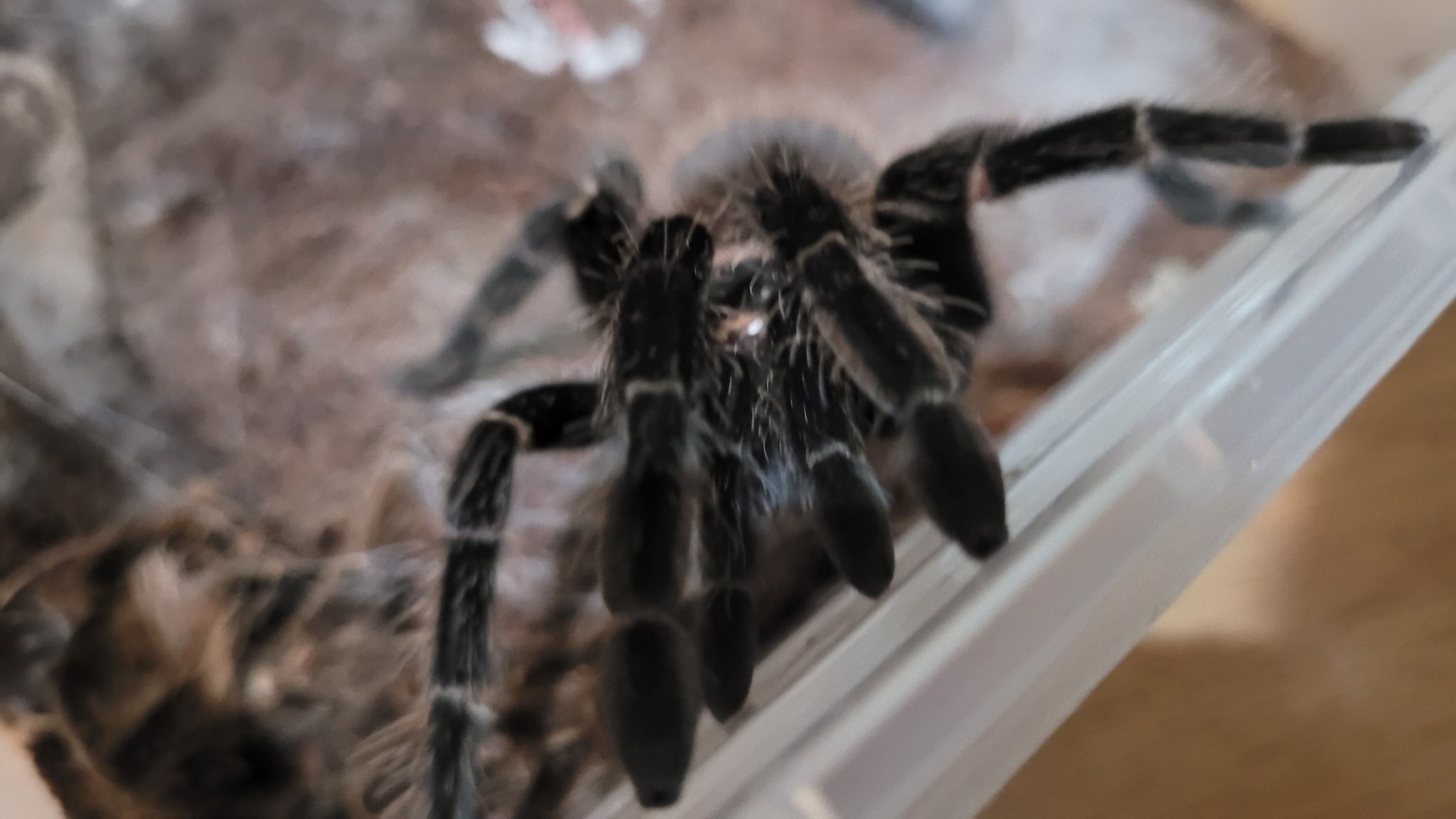 【萌寵】家庭動物園-第42張