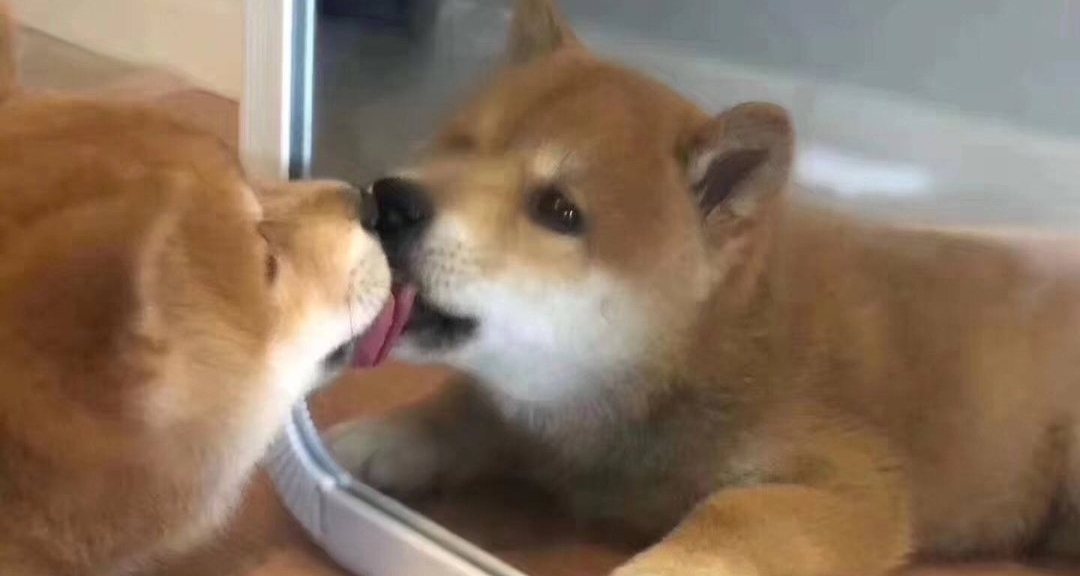 舔什麼舔，都老齡化了