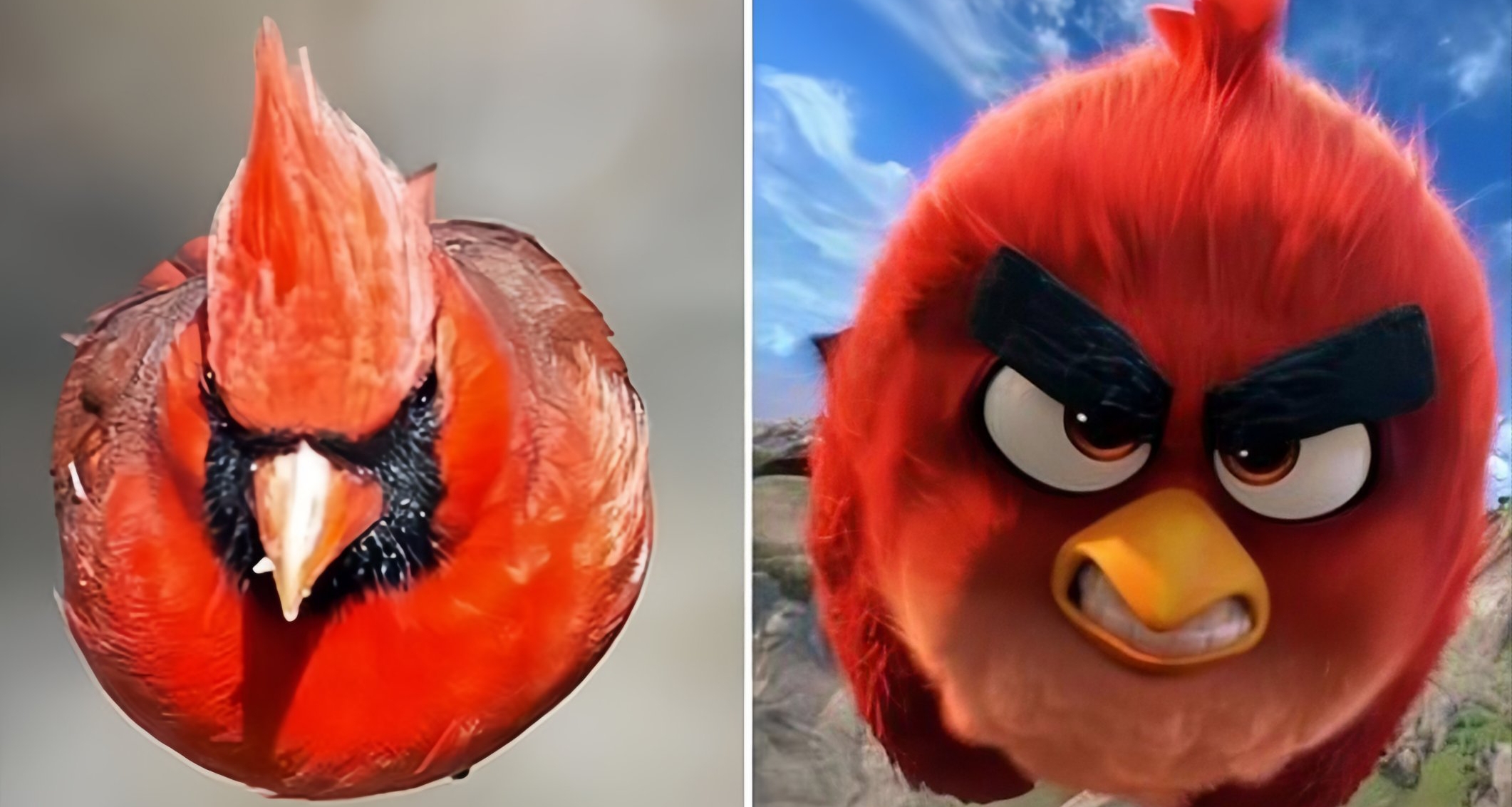 [奇怪生物日誌236]憤怒的小鳥裏，小紅鳥的原型