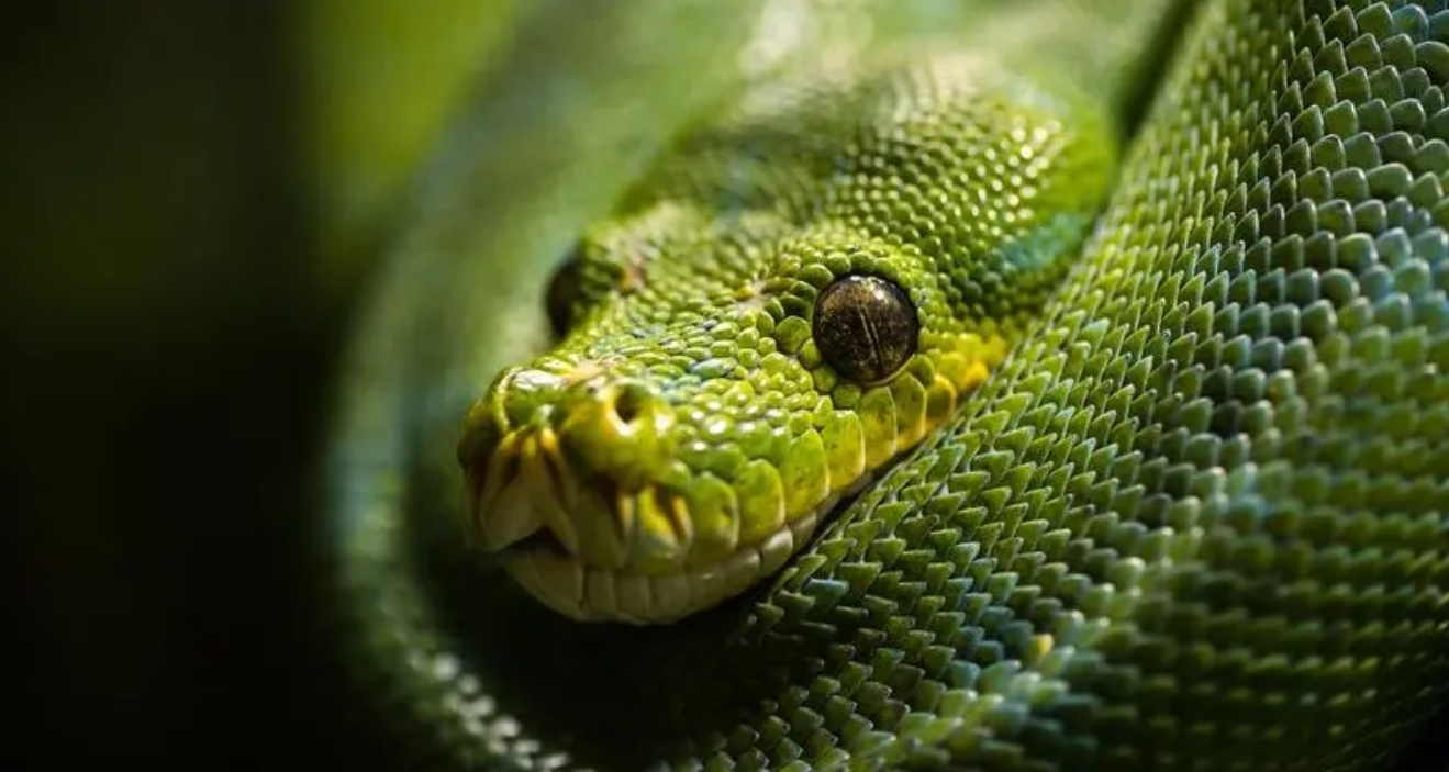 蛇说：中国神话传说中的巨蛇