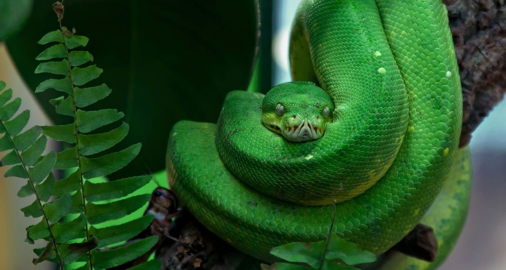 蛇說（二）：我們身邊有哪些美麗的蛇？