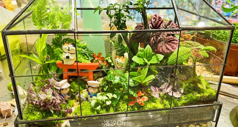 手工能力+1！简易苔藓植物微景观瓶制作！