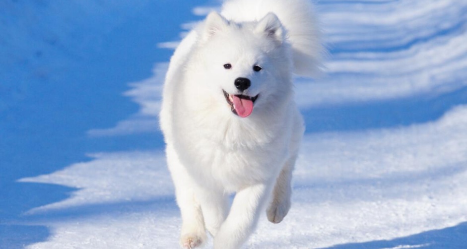 狗狗祟祟！适合养的四种狗子！！