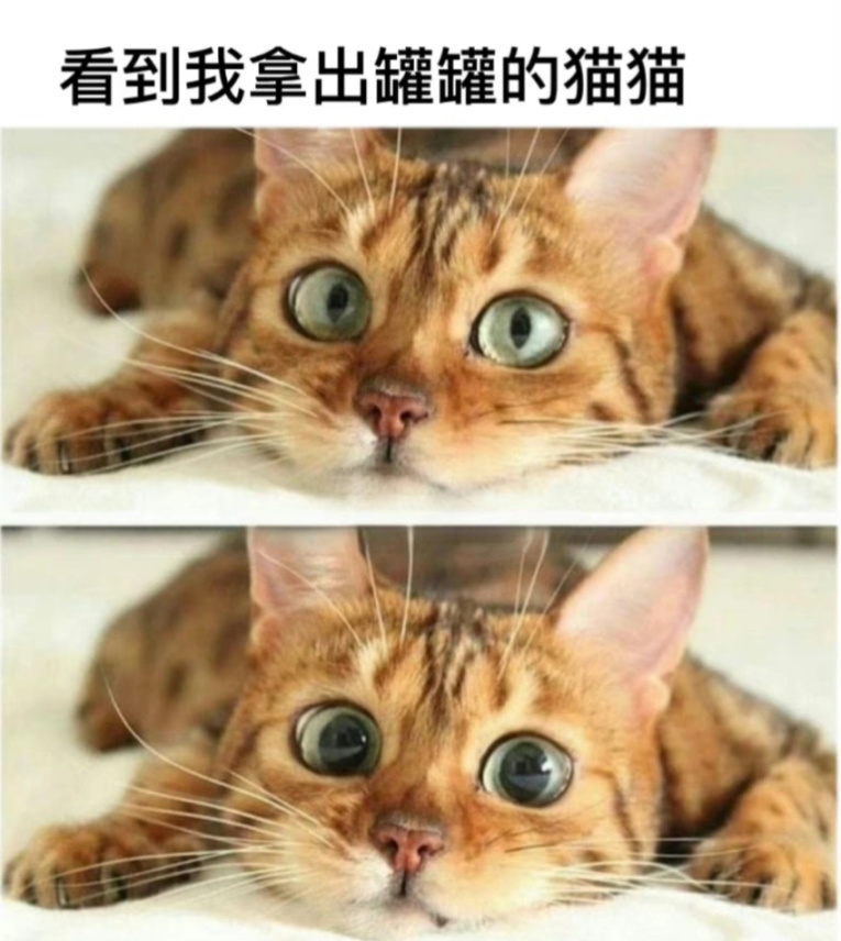 【沙雕日常】上班摸魚弔圖～超級多貓貓-第7張
