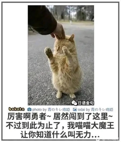【沙雕日常】上班摸魚弔圖～超級多貓貓-第51張