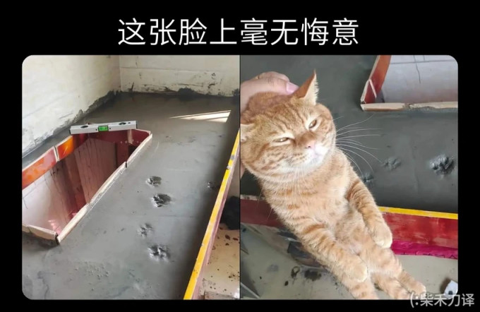 【沙雕日常】上班摸魚弔圖～超級多貓貓-第54張