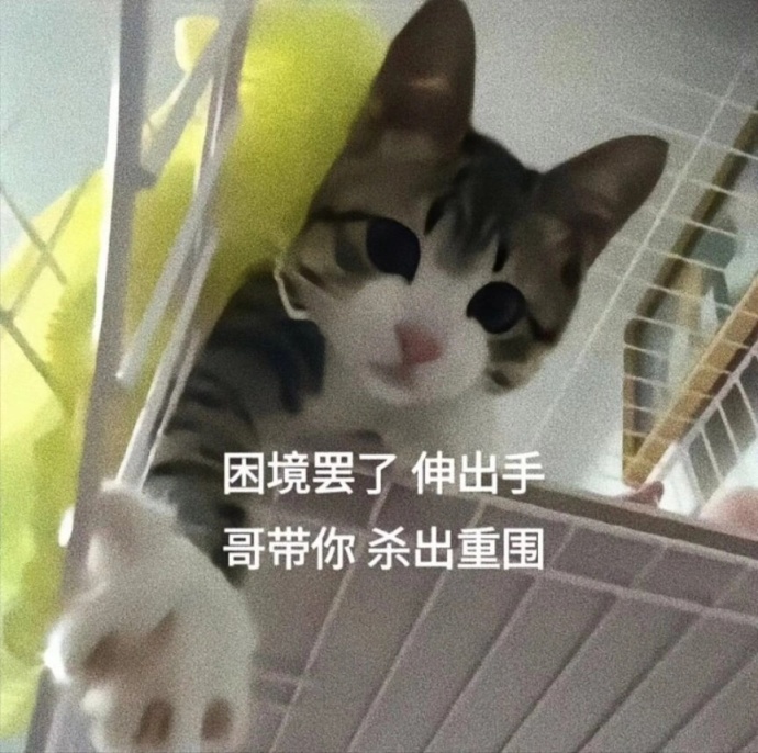 【沙雕日常】上班摸魚弔圖～超級多貓貓-第83張