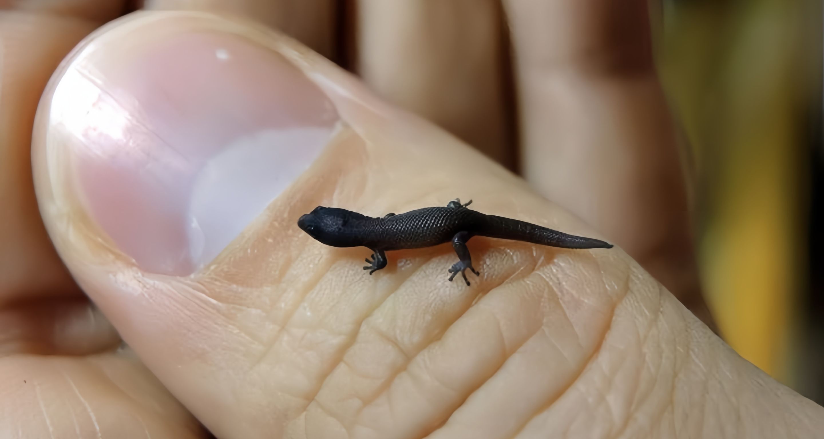 [奇怪生物日誌]超級迷你的小小小小小小壁虎