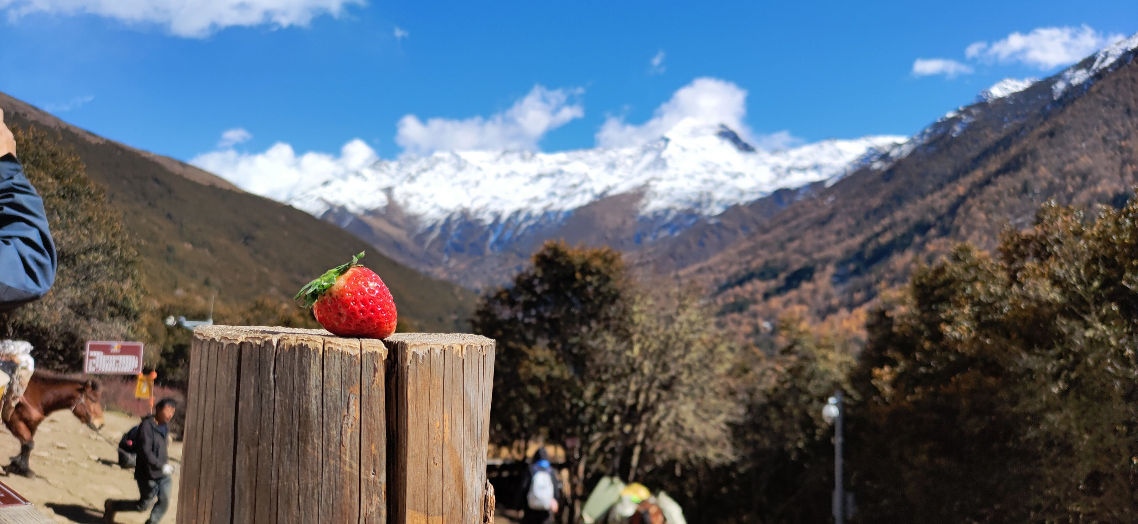 【蔚蓝】带着草莓爬雪山