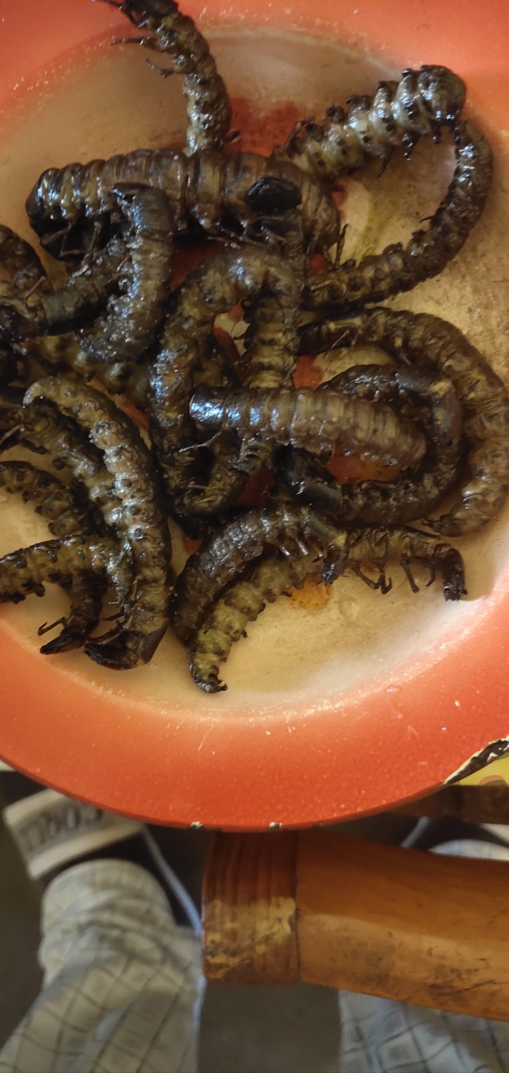 云南美食之虫子（图片可能不适慎入）