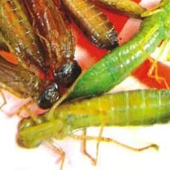 云南美食之虫子（图片可能不适慎入）