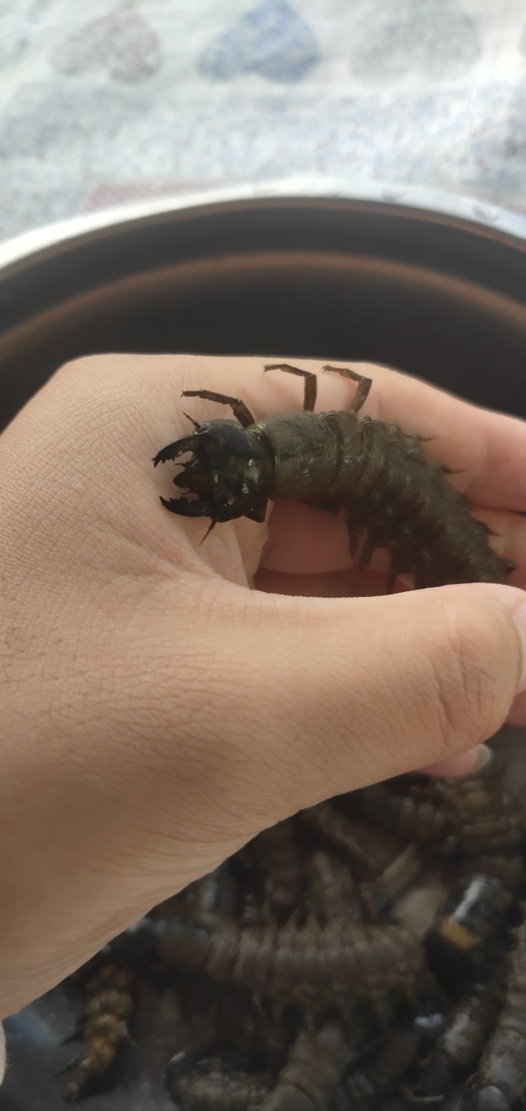 云南美食之虫子（图片可能不适慎入）