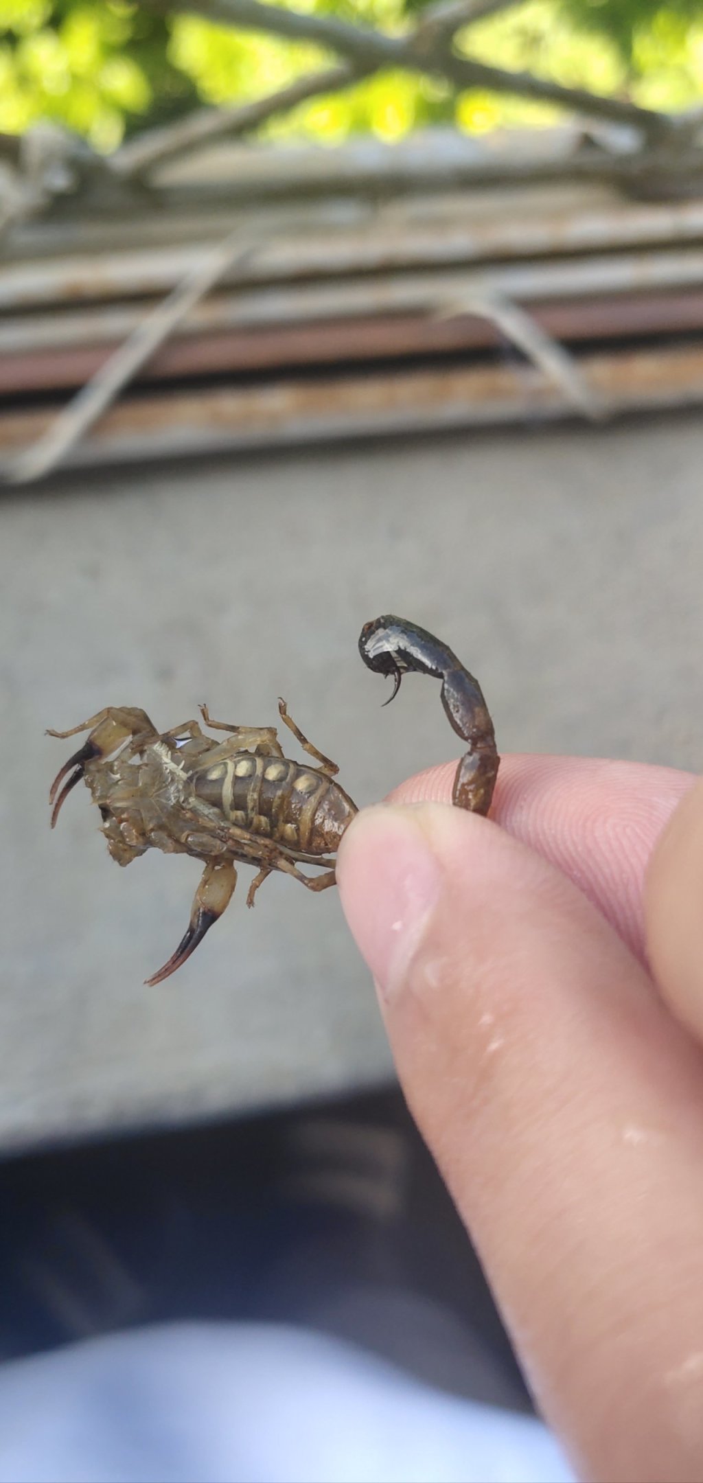 云南美食之虫子（图片可能不适慎入）