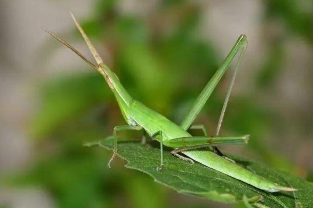 云南美食之虫子（图片可能不适慎入）