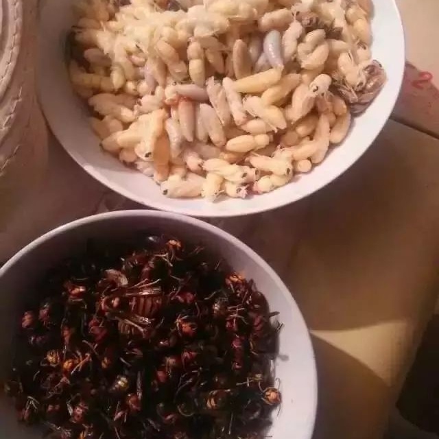 云南美食之虫子（图片可能不适慎入）
