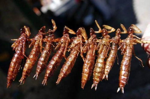 云南美食之虫子（图片可能不适慎入）