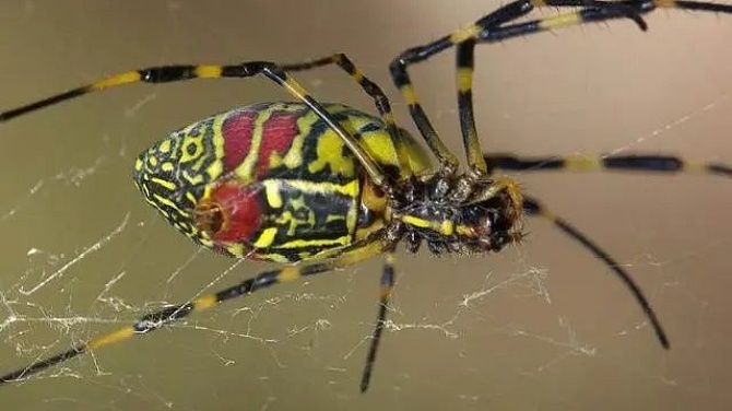 云南美食之虫子（图片可能不适慎入）