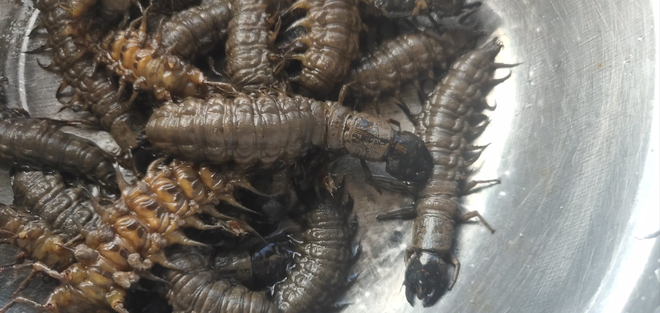 云南美食之虫子（图片可能不适慎入）