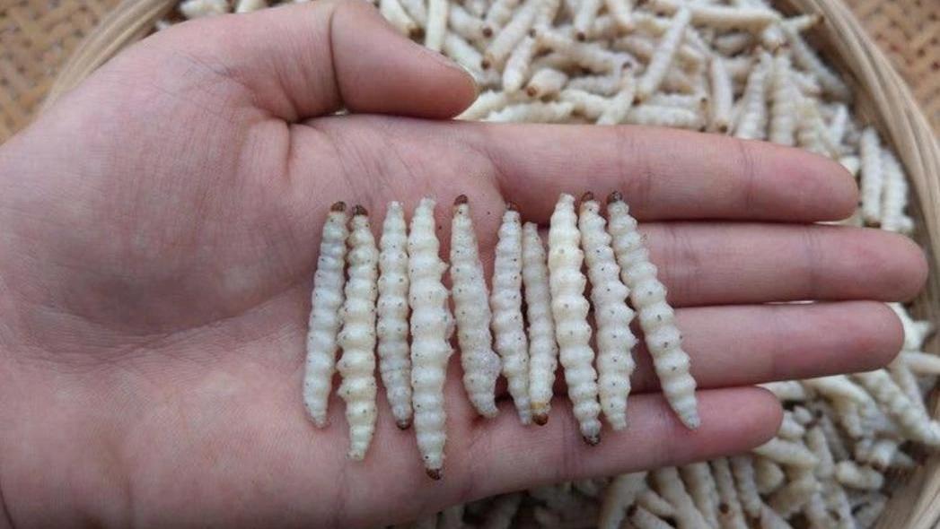 云南美食之虫子（图片可能不适慎入）