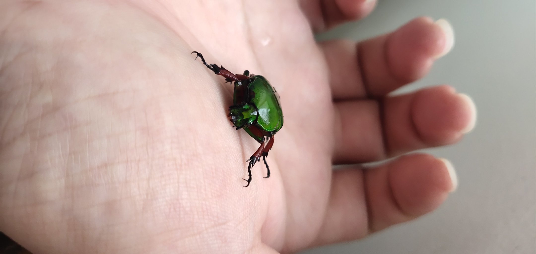 云南美食之虫子（图片可能不适慎入）