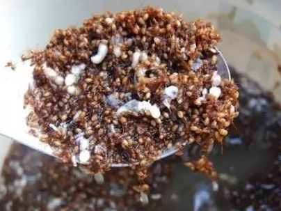 云南美食之虫子（图片可能不适慎入）