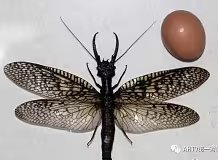 云南美食之虫子（图片可能不适慎入）