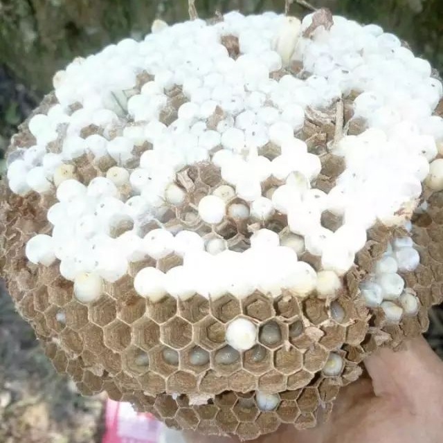 云南美食之虫子（图片可能不适慎入）