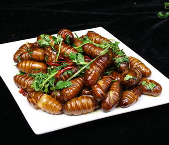 云南美食之虫子（图片可能不适慎入）