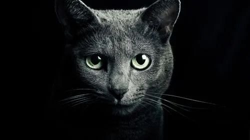 【PC游戏】你在巷子里遇到过黑猫吗？它给你带来了好运OR噩运？
