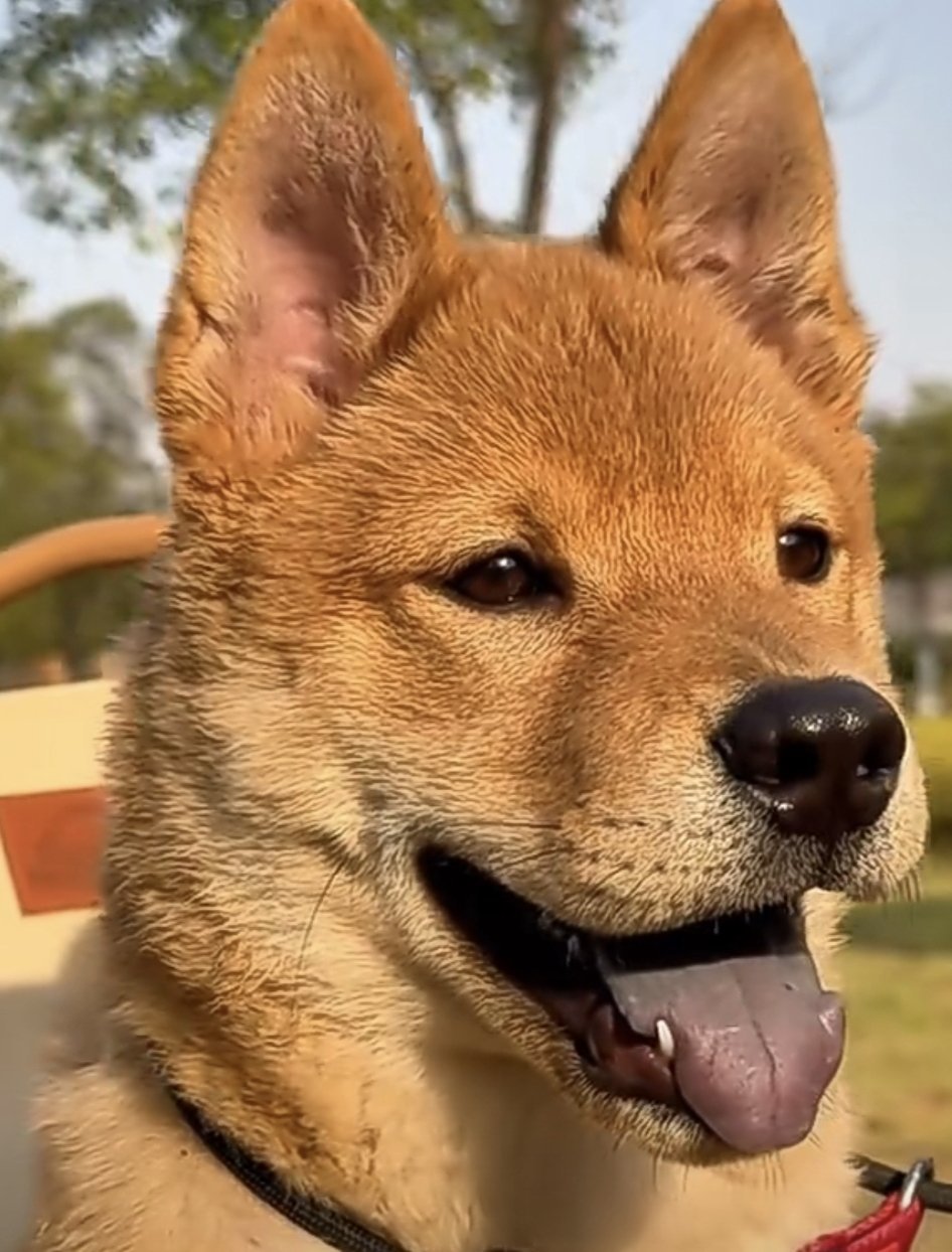 【萌宠】纠正所谓的中华田园犬-第0张