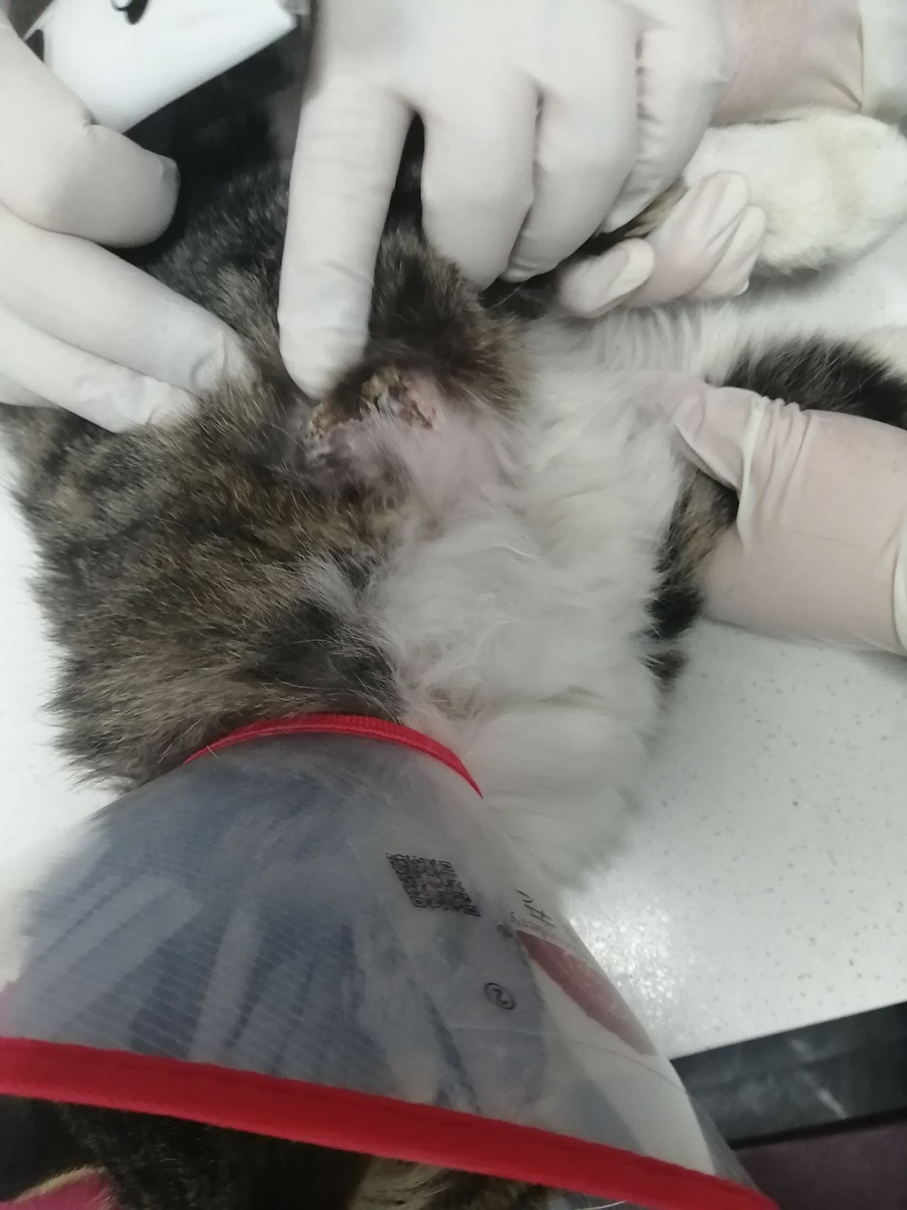 【情投一盒】流浪貓傷的很嚴重，但是治療費用太高-第2張