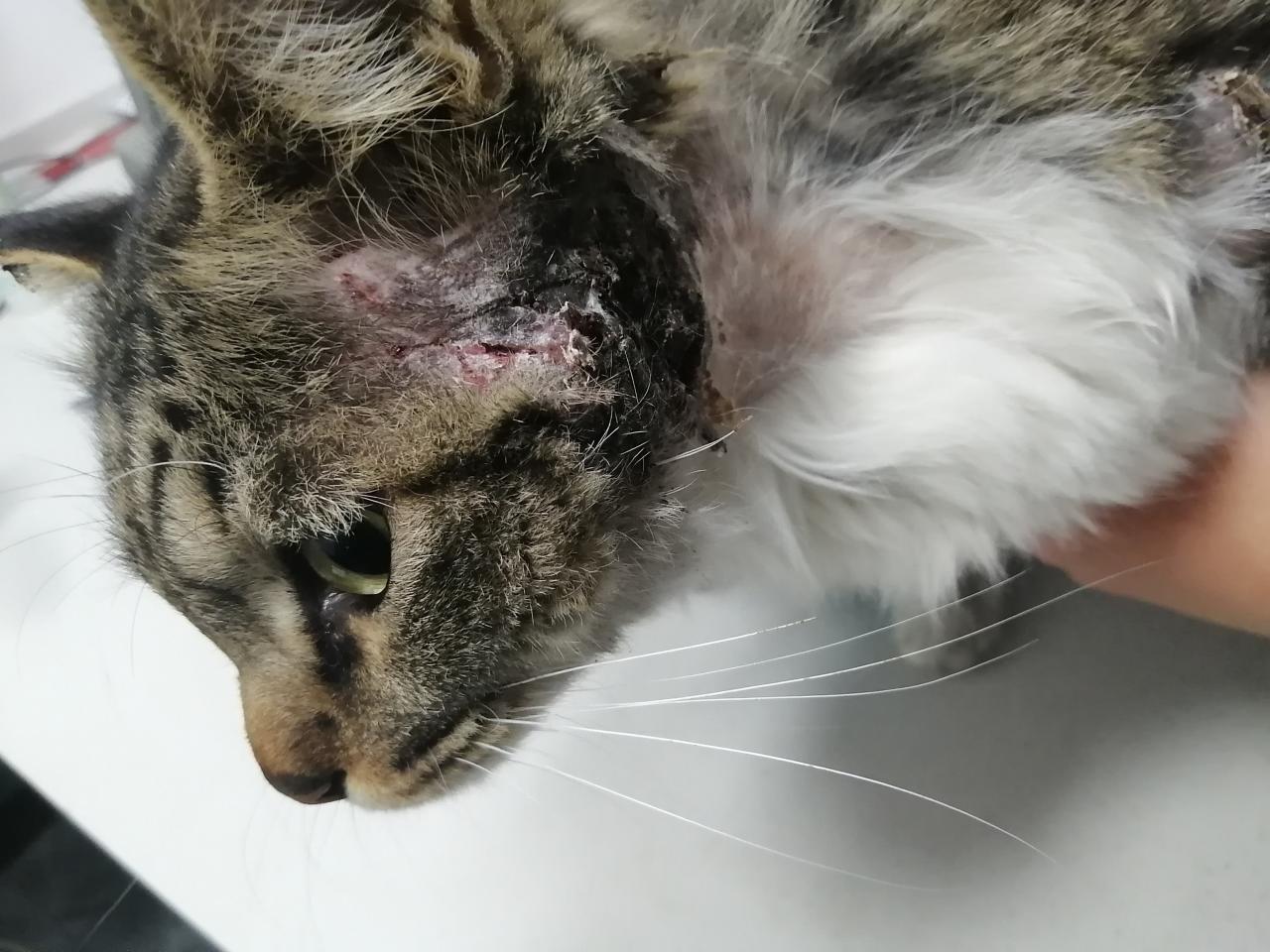 【情投一盒】流浪貓傷的很嚴重，但是治療費用太高-第7張