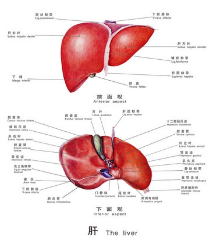 【百科知識】什麼減肥達人都說減肥先養肝？-第1張